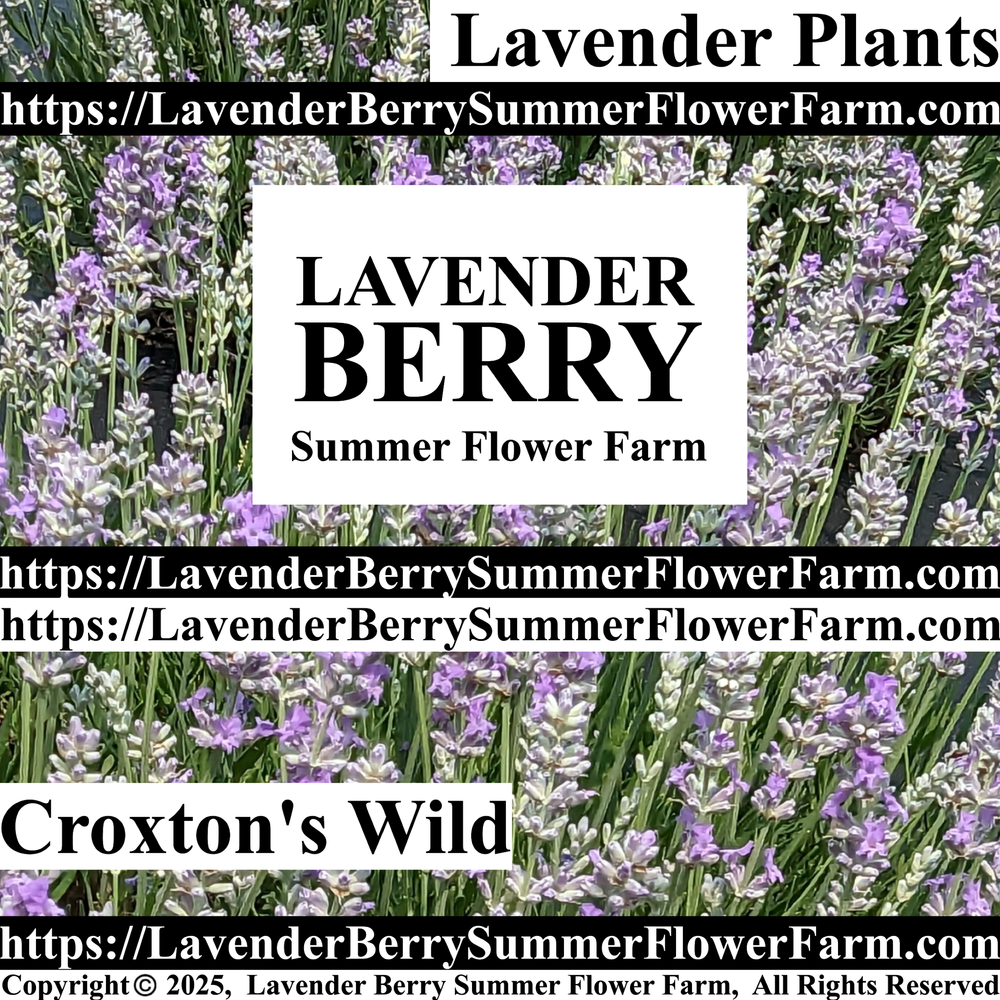 Croxton's Wild Lavender Plant & Plug Trays – Order Lavender Plant